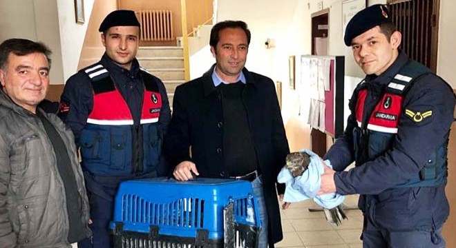 Yaralı atmacaya jandarma şefkati