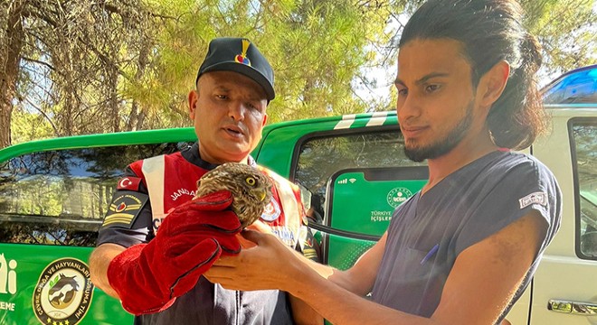 Yaralı baykuşu jandarma kurtardı