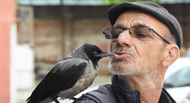 'Maşuk' ismini verdiği karga, yanından ayrılmıyor