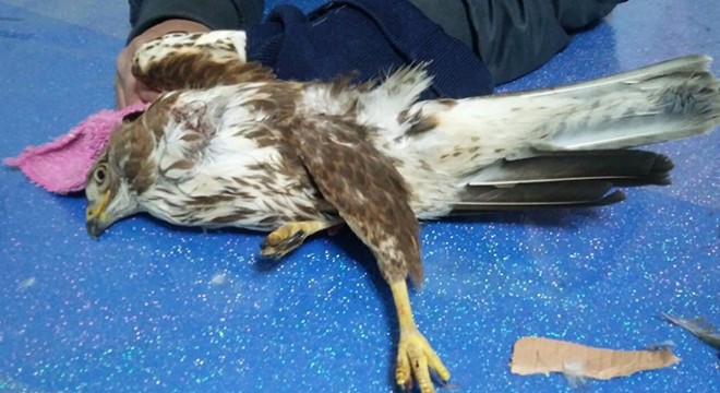 Yaralı bulduğu kızıl şahine sahip çıktı