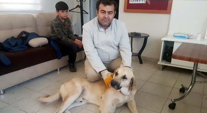 Yaralı bulduğu köpeğin tedavisi için 75 kilometre yol katetti