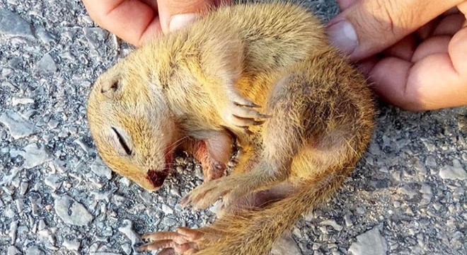 Yaralı bulunan Trakya gelengisi tedavisi edildi