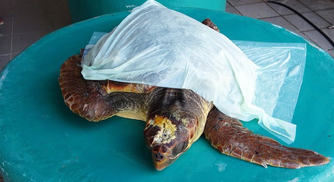 Yaralı bulunan caretta carettaya tedavi