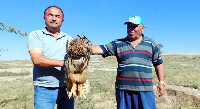 Yaralı bulunan puhu kuşu tedaviye alındı