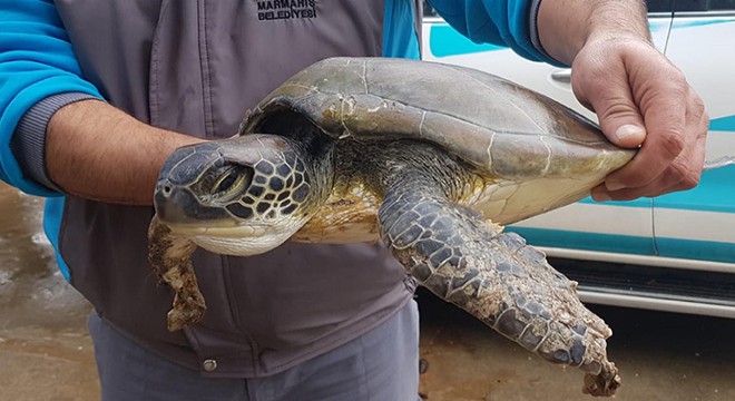Yaralı bulunan yavru caretta carettaya tedavi