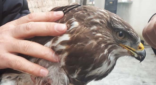 Yaralı doğana polisler sahip çıktı