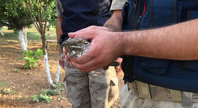 Yaralı ebabil kuşuna jandarma sahip çıktı