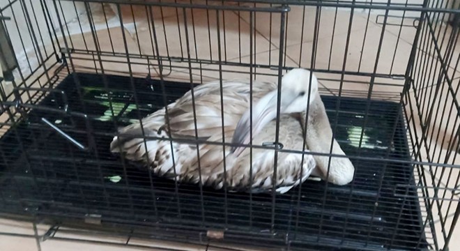 Yaralı flamingo korumaya alındı