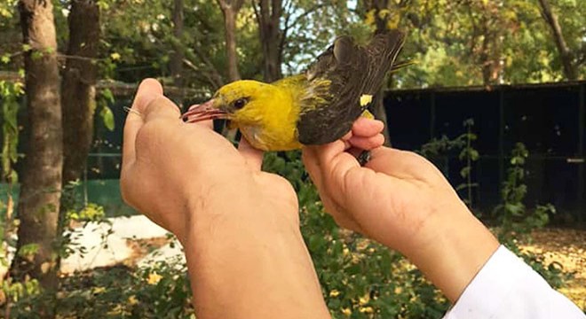 Yaralı halde bulunan 'Sarıasma' tedavi altına alındı