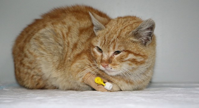 Yaralı halde veterinere bırakılan 'Limon' sahiplenilmeyi bekliyor