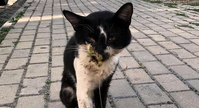 Yaralı kedi, hayata döndürüldü