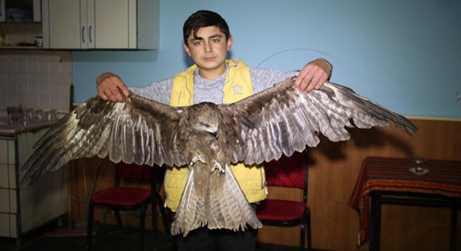 Yaralı kızıl doğan insanlara sığındı