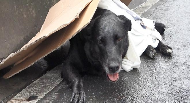 Yaralı köpeği kurtarma seferberliği