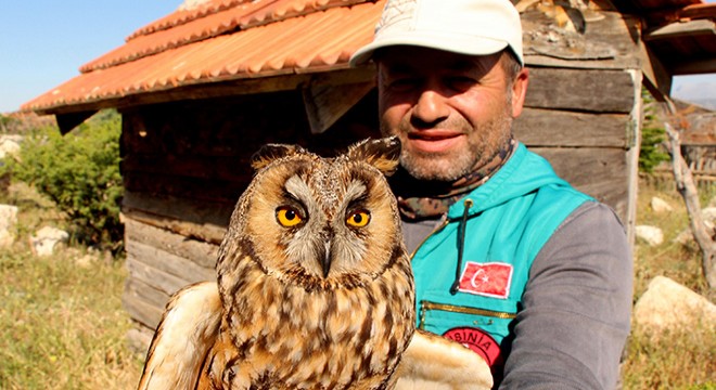 Yaralı kulaklı orman baykuşuna tedavi