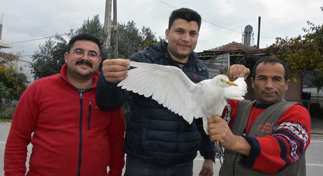 Yaralı kuş tedaviye alındı