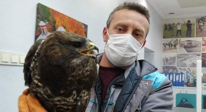 Yaralı şahin tedavi altına alındı