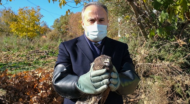 Yaralı şahin tedavisinin ardından doğaya bırakıldı