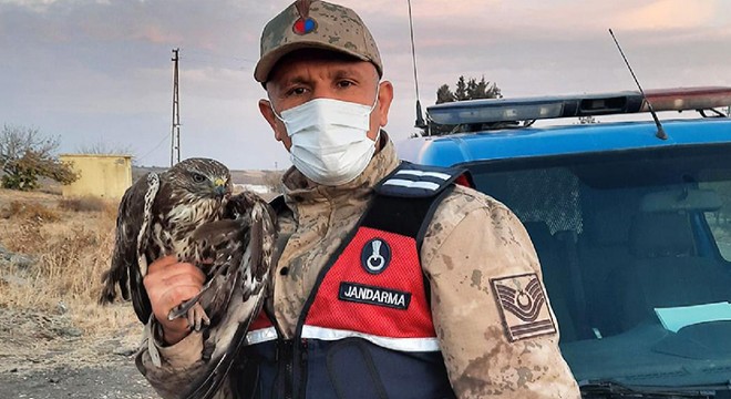 Yaralı şahine jandarma sahip çıktı