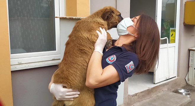 Yaralı sokak köpeğine sağlıkçılar sahip çıktı