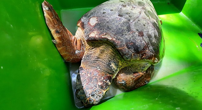 Yaralı 2 caretta caretta, tedavi için merkeze götürüldü