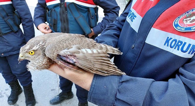 Yaralı atmacaya jandarma sahip çıktı