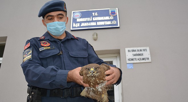 Yaralı atmacaya jandarma şefkati