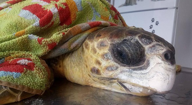 Yaralı bulunan caretta caretta kurtarılamadı