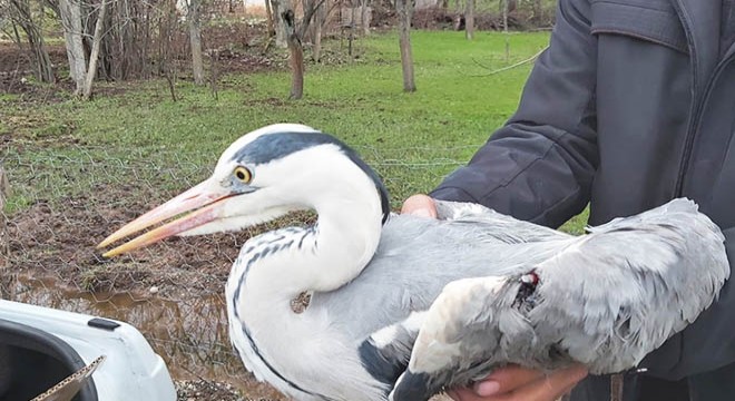 Yaralı bulunan gri balıkçıla tedavi