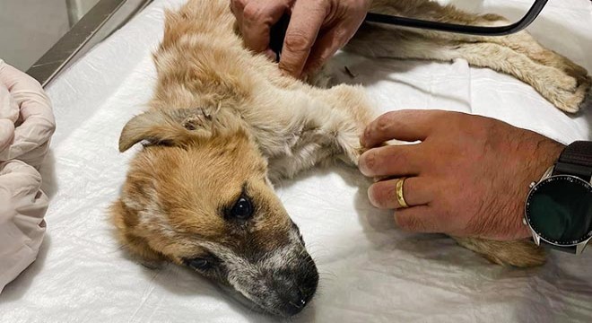 Yaralı bulunan köpek tedaviye alındı