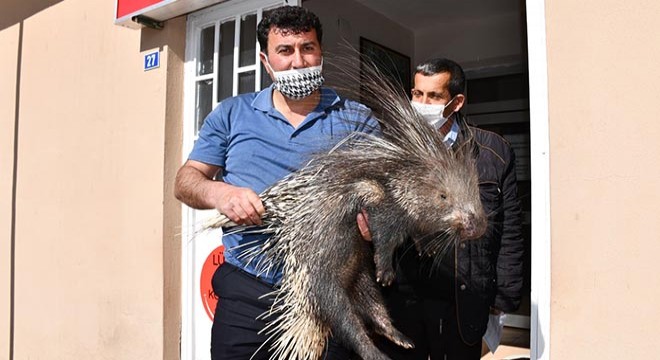 Yaralı bulunan koruma altındaki oklu kirpi tedaviye alındı