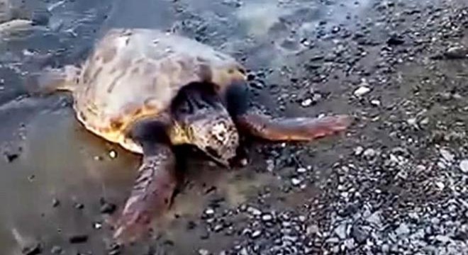 Yaralı caretta caretta tedavi altına alındı