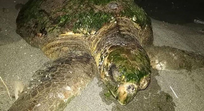 Yaralı caretta caretta, tedaviye alındı