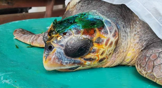 Yaralı caretta caretta tedaviye alındı