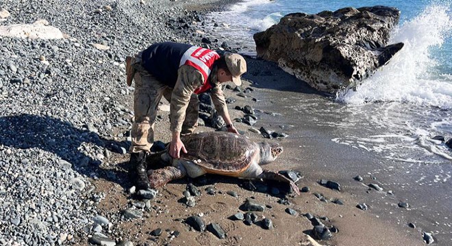 Yaralı caretta caretta tedaviye alındı