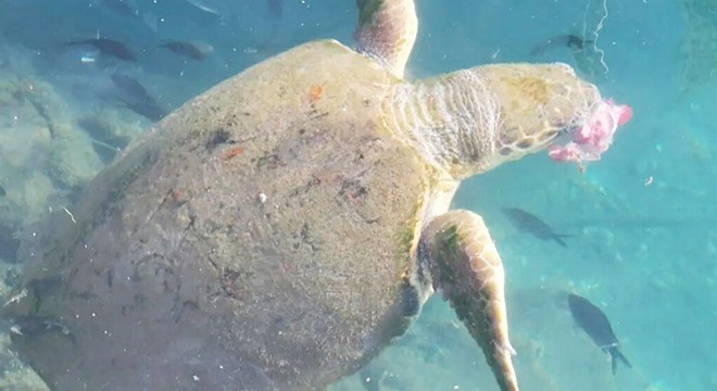 Yaralı caretta carettaya tedavi