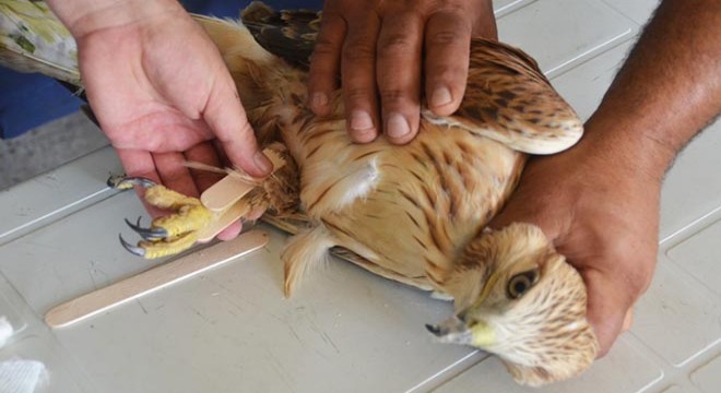 Yaralı halde bulunan şahin tedaviye alındı