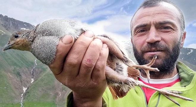 Yaralı kekliği kurtarmak için 4 kilometre yürüdü