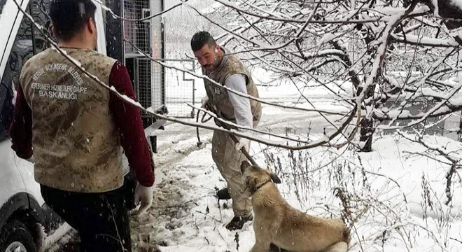 Yaralı köpeğe yardım eli