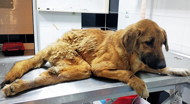 Yaralı köpek tekerlekli sandalyeyle yaşama tutunacak