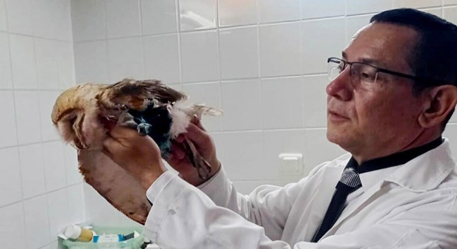 Yaralı olarak bulunan peçeli baykuş, tedaviye alındı