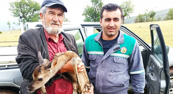 Yaralı yavru geyiği 5 kilometre kucağında taşıdı