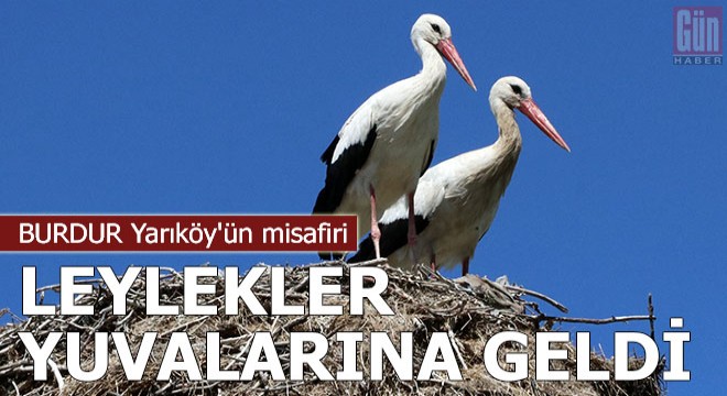 Yarıköy ün misafiri leylekler, yuvalarına geldi