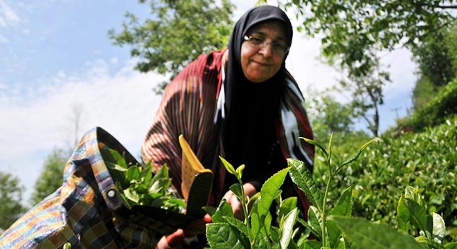 Yaş çay sezonu 'korona tedbirleri' ile başlıyor