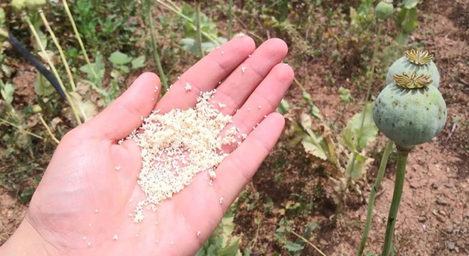 Yasa dışı ekilen 14 bin kök haşhaş imha edildi