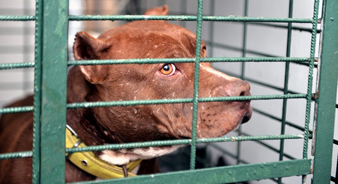 Yasaklı ırk köpek besleyenlere ceza