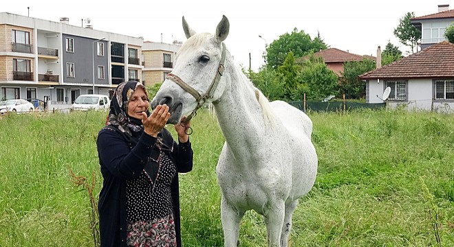 Yaşlansa da ayrılmadı, yarış atı evladı gibi oldu