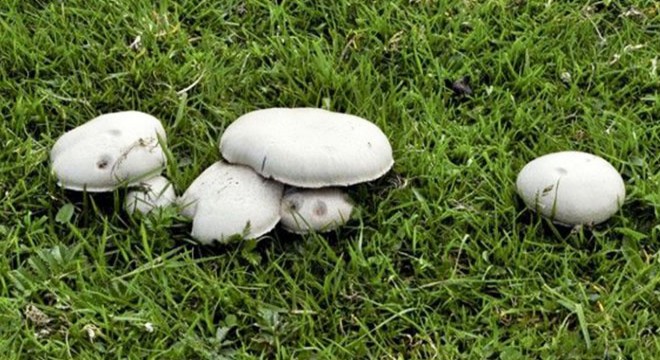 Yaşlı çift ve gelinleri mantardan zehirlendi