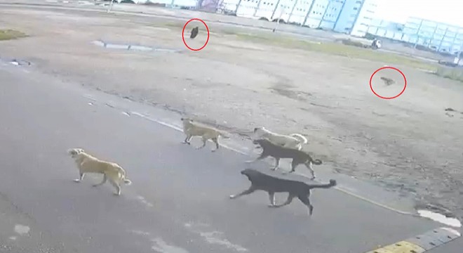 Yaşlı kadına 10 sokak köpeği saldırdı