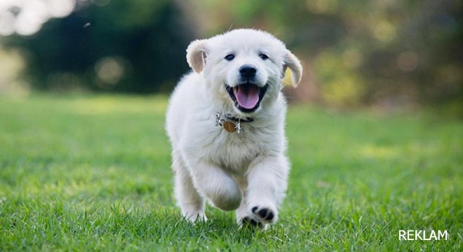 Yavru BOO Köpek Pomeranian Nasıl Sahiplenilir?