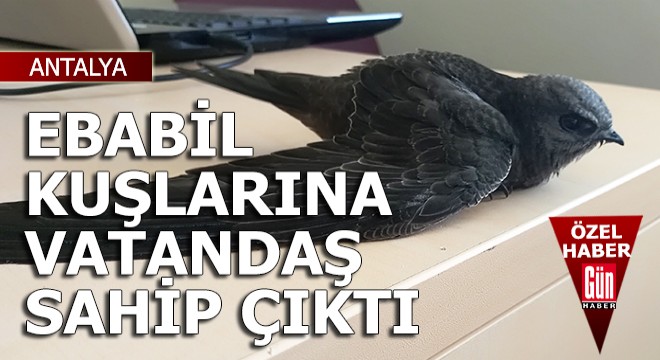 Yavru Ebabil kuşlarına vatandaş sahip çıktı